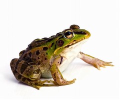 治療で“カエル生食”続け死亡、怪しい民間療法の犠牲となる人々。