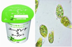 コンビニに“ミドリムシ”商品、業界初のヨーグルトを全国で発売。