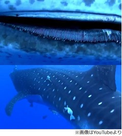 振り向くと顔先にジンベエザメ、海中で“ヒヤリ体験”したダイバー。