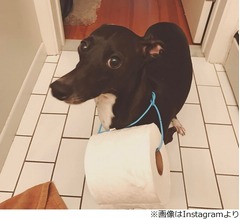 「トイレに紙がない！」ピンチ救った忠犬