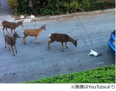 ネコに興味津々な野生のシカ、オドオドしながらもジワリ距離を詰め…。