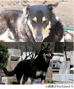 主人の墓に6年間寄り添う忠犬、“アルゼンチンのハチ公”が話題に。