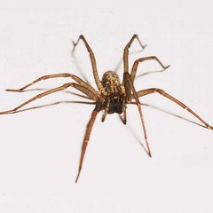 クモ殺そうとしたら自宅全焼、ライターでバスタオルに火つけたら…。