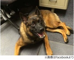 高所恐怖症の警察犬を“解雇”、約320万円投じ育成もやむなく採用断念。