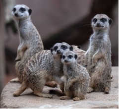 動物園のミーアキャット、ロックダウン後の来訪者歓迎