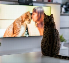 「愛猫はテレビを見ますか？」半数は“見る”と回答