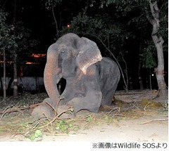 50年の虐待から救出されたゾウ、やっと訪れた自由に「涙を流した」。