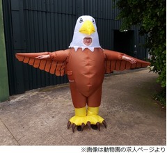 “鳥”になって迷惑カモメをやっつけろ！ 動物園が撃退係募集