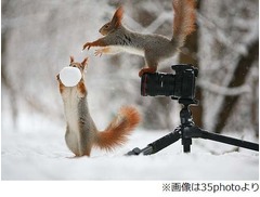 “雪合戦して遊ぶリス”に絶賛、冬真っ盛りのロシアで写真家が激写。