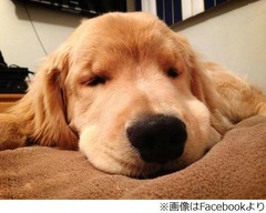 キュートな盲目犬の人気爆発、偉大な歌手と同名“レイ・チャールズ”。