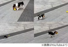 自分で「とってこい」できる犬、階段を利用してボールで巧みに遊ぶ。