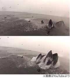 鯨に丸呑みピンチの恐怖映像、水面下から突然浮上の迫力に大反響。