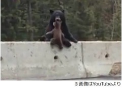 高速道路に微笑ましいクマ親子、侵入した子グマを母グマがひょい。