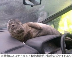 車内で悠々くつろぐアザラシ、キュートな姿でダッシュボードにごろり。