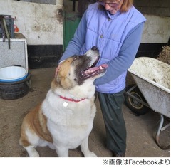 生後10か月で体重63.5kgの犬、保護施設「世界最大の子犬だと思います」。