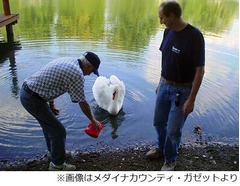 “短気な白鳥”と湖で共生14年、人間にときどき見せる愛らしい一面も。