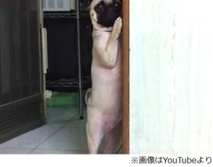 厳しく叱られた犬が壁チラッ、勝手にソーセージ食べたことを反省？