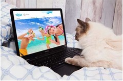 ラグジュアリー“猫用”ホテル、豪華な食事や優雅な空間でおもてなし。
