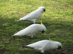 人間の言葉を話す野鳥が急増？ オーストラリア都市部での報告に懸念も。