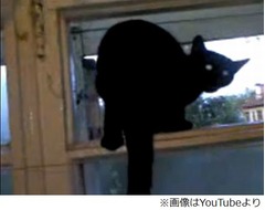 「犬のような声」を誤魔化す猫、背後から来た飼い主に気付き鳴き声変化。