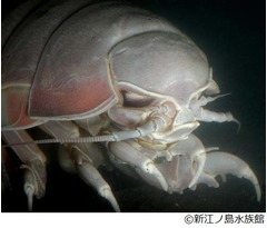 餌食う?食欲旺盛なグソクたん、ニコニコ生放送の中継に“番外編”。