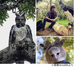 鳥人間のコスプレ？ “人のような鳥”に反響