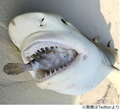 フグの“最後の抵抗”、食いついたサメ窒息死