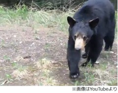 “森のクマさん接近”どうする、逃げてもついてくる至近距離映像が話題。