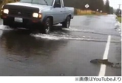 冠水した道路を“遡上”する鮭、流れに逆らってするすると道路横断も。