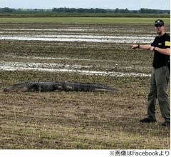 体長3mのワニ、水田でひなたぼっこ