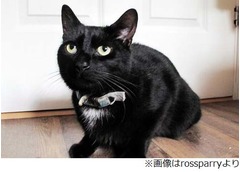 猫が隣家窓叩き“助け”求める、飼い主が薬の影響で倒れピンチに。