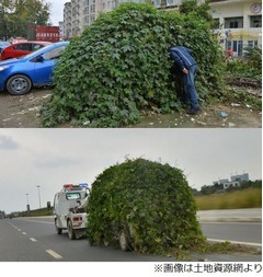 車放置してたら“もっさもさ”、中国の団地で撮影された写真が話題に。