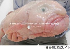 “世界一醜い魚”のカフェ開店へ、おっさんのような容貌を眺め放題。