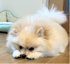 すべての犬の中で“最もオナラが臭い犬種”“最も頻繁にオナラをする犬種”発表