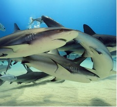 フロリダのサメ、人間が捨てたコカインで“ハイ”になっている可能性