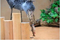 怪鳥ハシビロコウが関西初登場、神戸どうぶつ王国で屋外展示スタート。