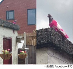 首から下がピンク色のハト出現、ひときわ目立つ“異端児”に住民騒然。