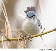 恋人の父親にそっくりな鳥