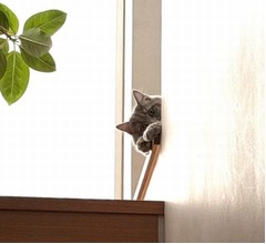 高橋克典の愛猫が階段上から“ひょっこり”、愛らしい姿に「かわいい!」「天使」