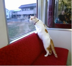 全国初「ねこカフェ列車」の運行決定