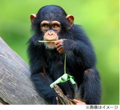 チンパンジーと“恋愛中”の女性、動物園出禁に