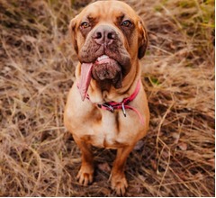 “世界で最も長い舌を持つ犬”の飼い主「見る人の顔を自然と笑顔にする」