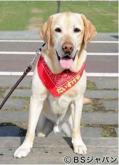 人気“旅犬”のだいすけ君が急逝、旅先の宿から病院搬送・手術も急変。