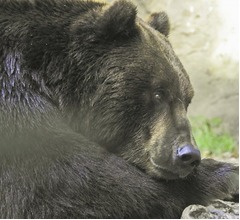 “露天風呂でくつろぎ、その後うたた寝するクマ”アメリカで発見される