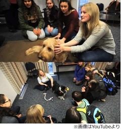 大学に学生癒やす“犬ルーム”、かわいい犬と遊んで勉強疲れも解消。