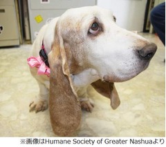 10年前に別れた犬と偶然再会、保護団体サイトの情報と記憶が一致。