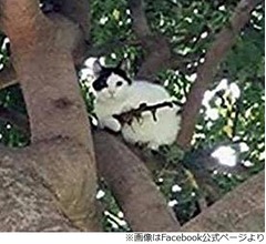 「ライフルを持った猫がいる」警察が出動