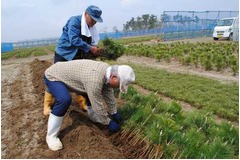 震災で消失の“海岸林”再生へ、宮城県名取市の海岸で植栽スタート。