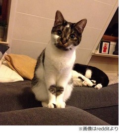 ちょこんと座るとハート出る猫、「この愛らしさ罠としか」悩殺者続出。