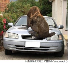 駐車場の車の上に体重200kgのオットセイ